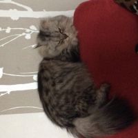 Photo #264453 de Princesse