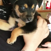 Photo #264469 de Louko
