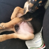Photo #264470 de Louko