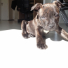 Photo de l'animal n°37700