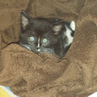 Photo #264502 de Stitch