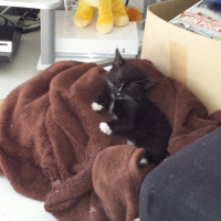 Photo #264503 de Stitch