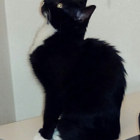 Photo #264506 de Stitch