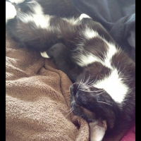 Photo #264509 de Stitch