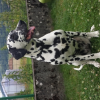 Photo #264522 de Foxie