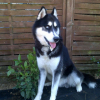 Photo de l'animal n°37742