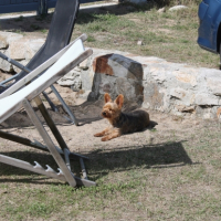 Photo #264594 de Sydney