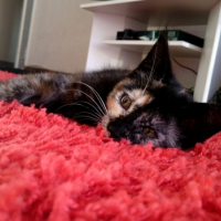 Photo #264600 de Laya