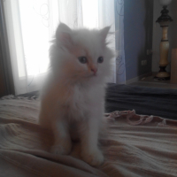 Photo #264668 de max