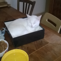 Photo #264694 de chamallow
