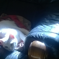 Photo #264695 de chamallow