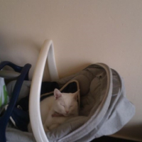 Photo #264696 de chamallow