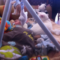 Photo #264698 de chamallow