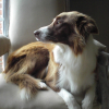 Photo de l'animal n°37803