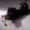 Photo de l'animal n°37822