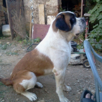 Photo #264826 de jasmine 