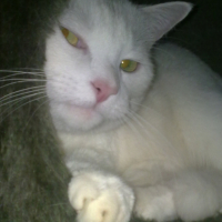 Photo #264835 de Lionel