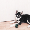 Photo de l'animal n°37867