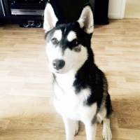 Photo #264854 de Aïko