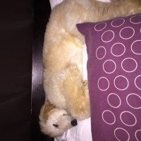 Photo #264864 de Larida
