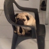 Photo de l'animal n°37906