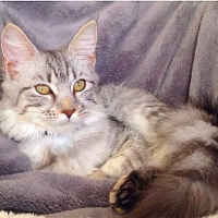 Photo #264945 de Nalla