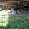 Photo de l'animal n°37942