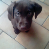 Photo de l'animal n°37972