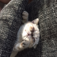 Photo #265076 de jutsu