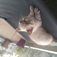 Photo #265077 de jutsu