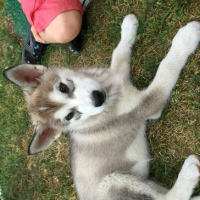 Photo #265198 de Guizmo
