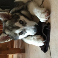 Photo #265200 de Guizmo