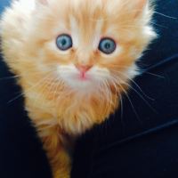 Photo #265213 de Sushi