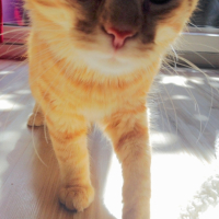 Photo #265215 de Sushi