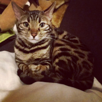 Photo #265224 de Helly 