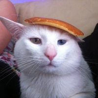 Photo #265236 de Mectoob