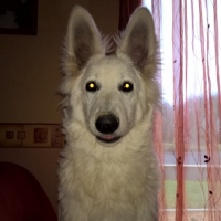 Photo #265245 de jango