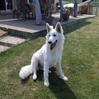 Photo #265246 de jango