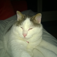 Photo #265262 de Cirrus