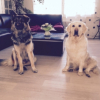 Photo de l'animal n°38065