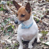 Photo de l'animal n°38067