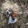 Photo de l'animal n°38067