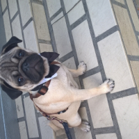 Photo #265303 de Leon