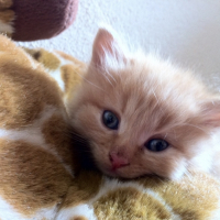 Photo #265332 de LeRoux