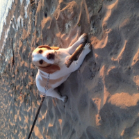 Photo #265340 de Gibbs