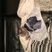Photo #265415 de Quenza