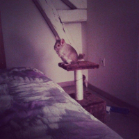 Photo #265419 de Patate