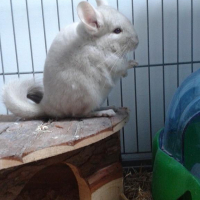 Photo #265420 de Patate