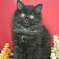 Photo #265482 de HORTENSE