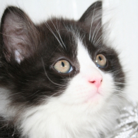 Photo #265483 de HORTENSE